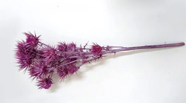 Silver thistles o/st. 4-5 heads metallic berry