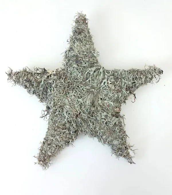 Star tree moss double sided with rope 30 cm natural