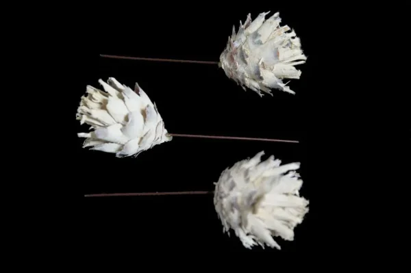 Leucadendron plumosum o/wr. stone washed white