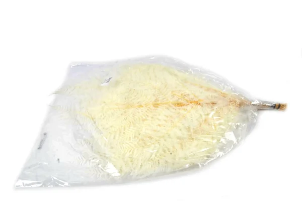 Brackenfern preserved bleached