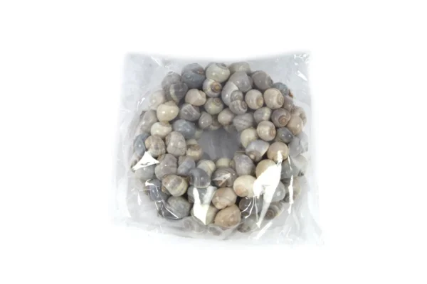 Wreath shells nathai 25 cm natural
