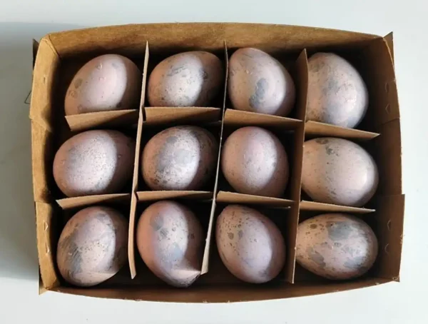 12 quail eggs in light pink colour in a carton