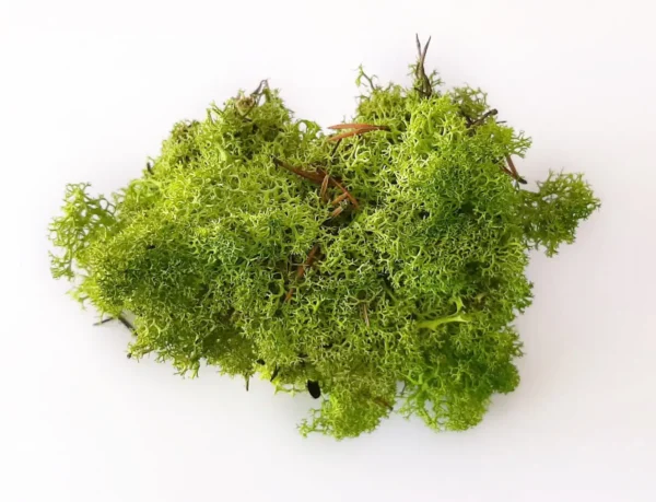 Icelandic moss spring green