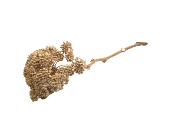 Tfifra o/st. 50 cm natural
