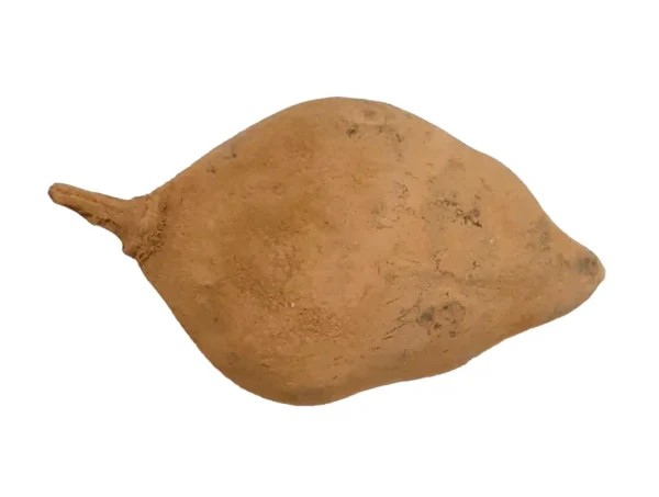 Baobab small bamboo colored exotic fruit