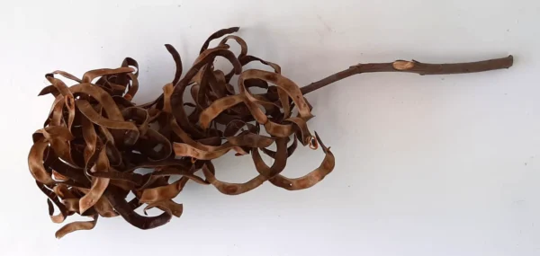 Acacia pods natural