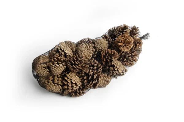 Austriaca cones in net natural