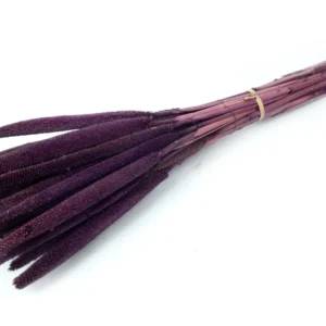 Babala aubergine