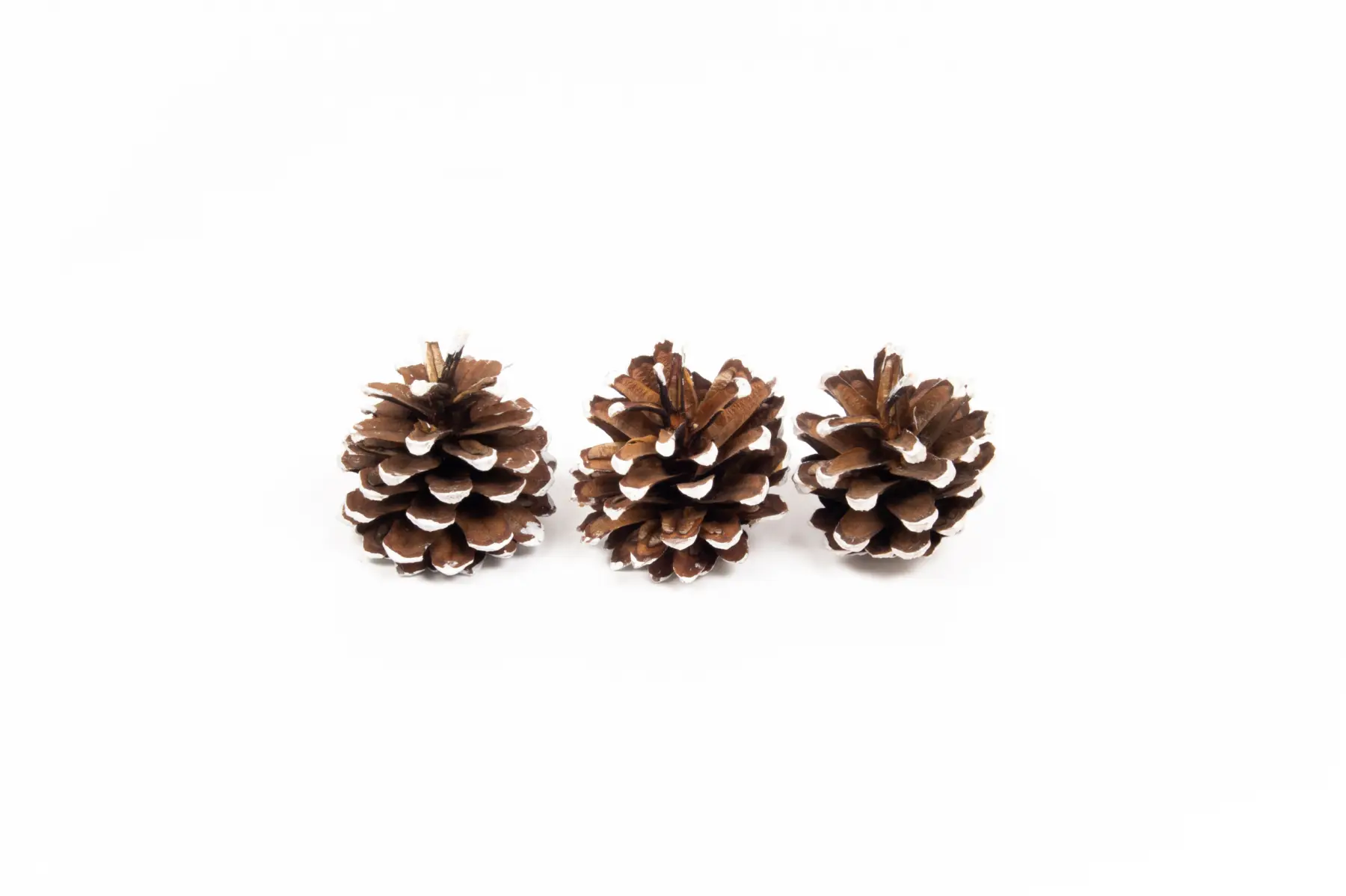 Silvesters white tip