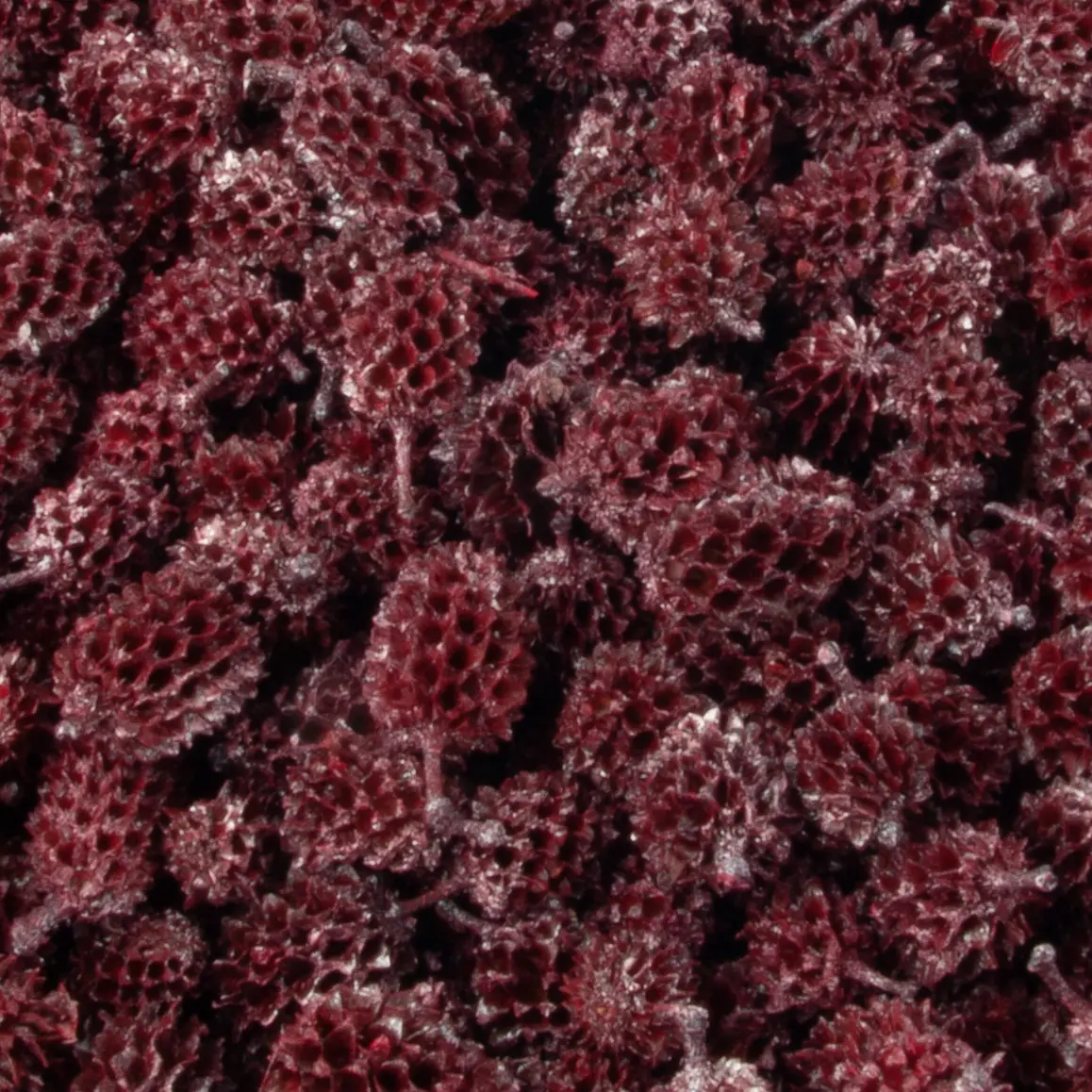 Casuarina heads pearl washed red