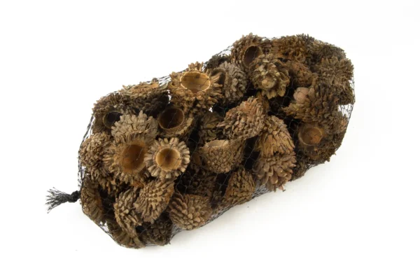 Acorn in net natural