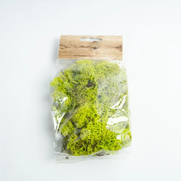 Icelandic moss preserved spring green