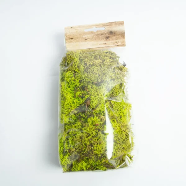 Icelandic moss preserved spring green