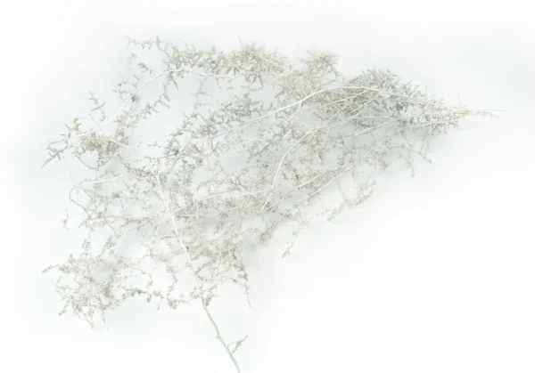 Asparagus wild waxed white