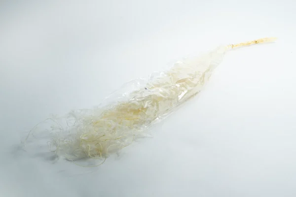 Asparagus plumosus preserved bleached